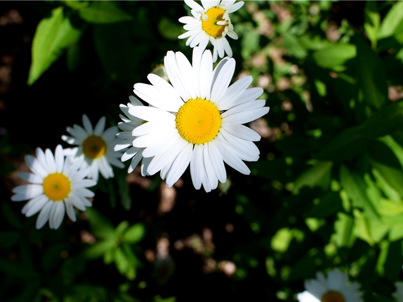 古格王国的失落-探索古遗迹之谜