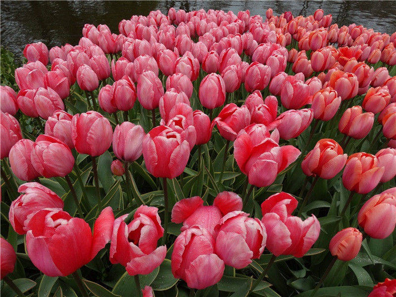 放电最多的鱼-神奇的世界之最