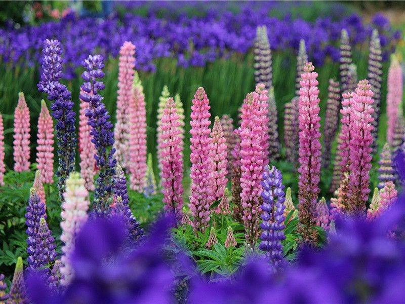 最长的头发-神奇的世界之最