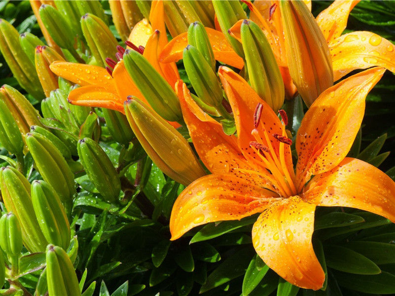 大津巴布韦之谜-探索古遗迹之谜