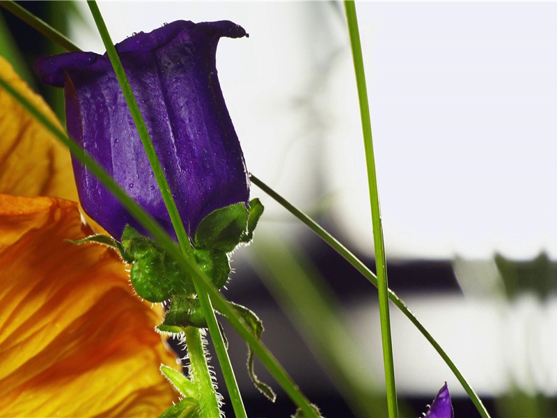 最长的指甲-神奇的世界之最