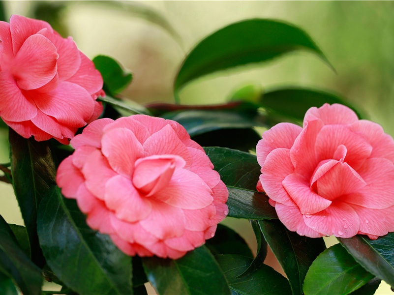 科西加岛石像之谜-探索古遗迹之谜