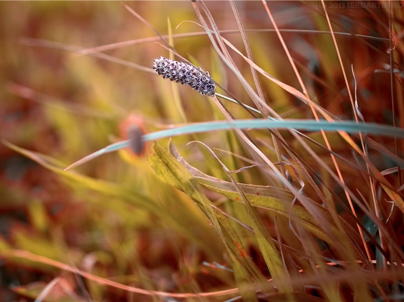 最小的岛国-神奇的世界之最