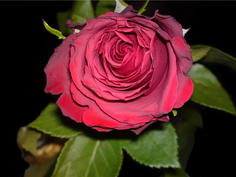 双胞胎最集中的城镇-神奇的世界之最