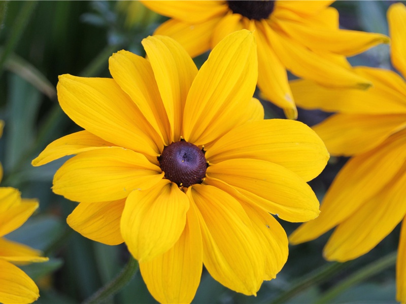 最大的玫瑰产地-神奇的世界之最