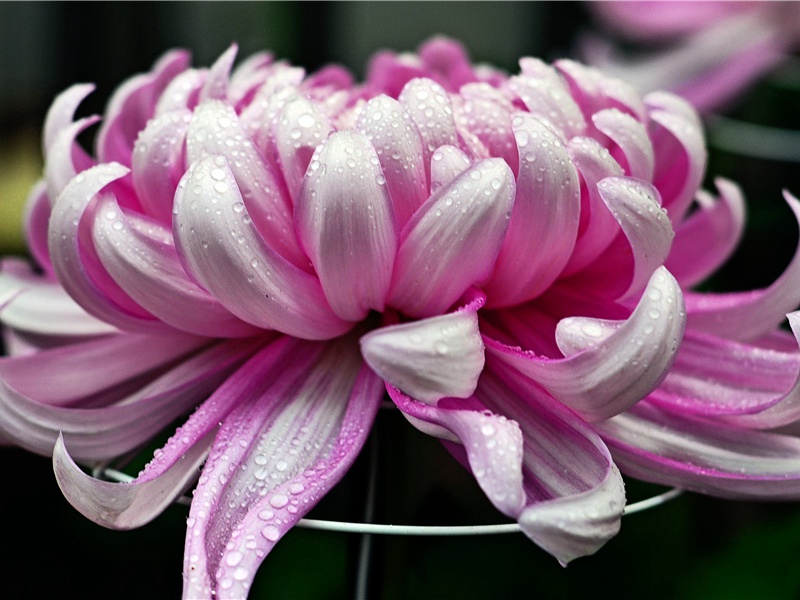 危害最大的一次台风-神奇的世界之最