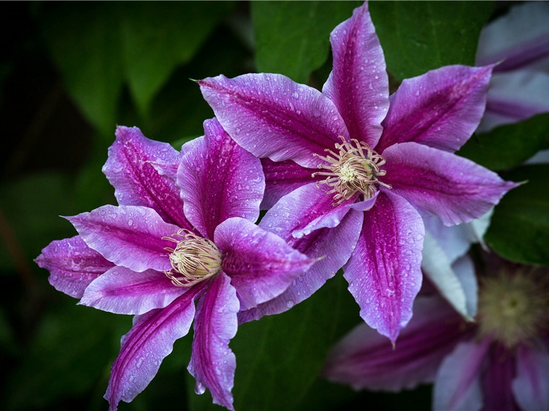 印度昌都拉贡德大铁柱-世界奇观博览