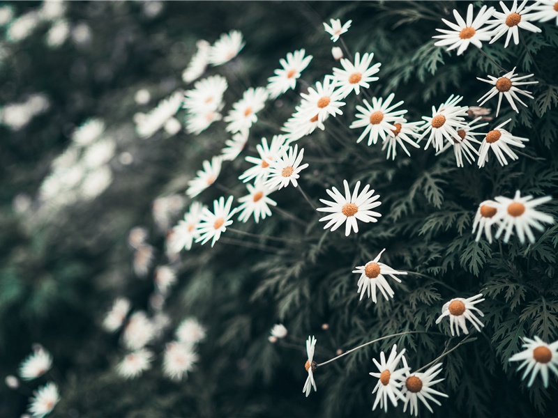 巴列通天塔之谜-探索古遗迹之谜