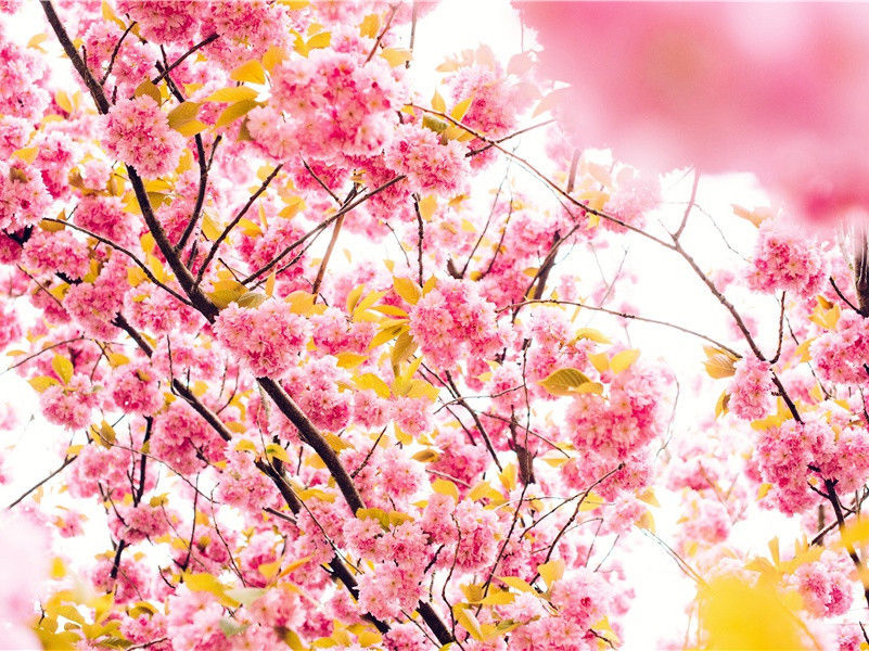 尼禄与罗马大火因何而起,是天灾还是人祸?-古罗马之谜-神奇的远古帝王