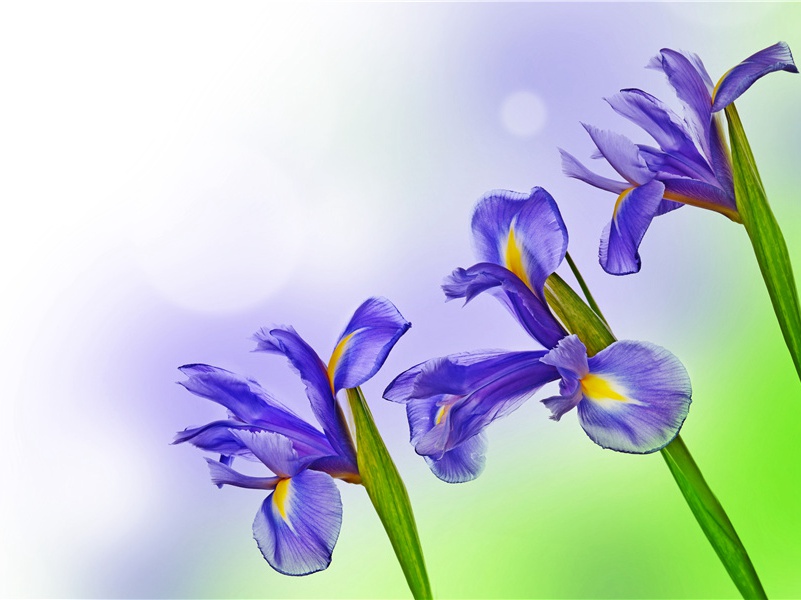 法三亨利四世是“西班牙阴谋”的牺牲品揭谜-神奇的远古帝王