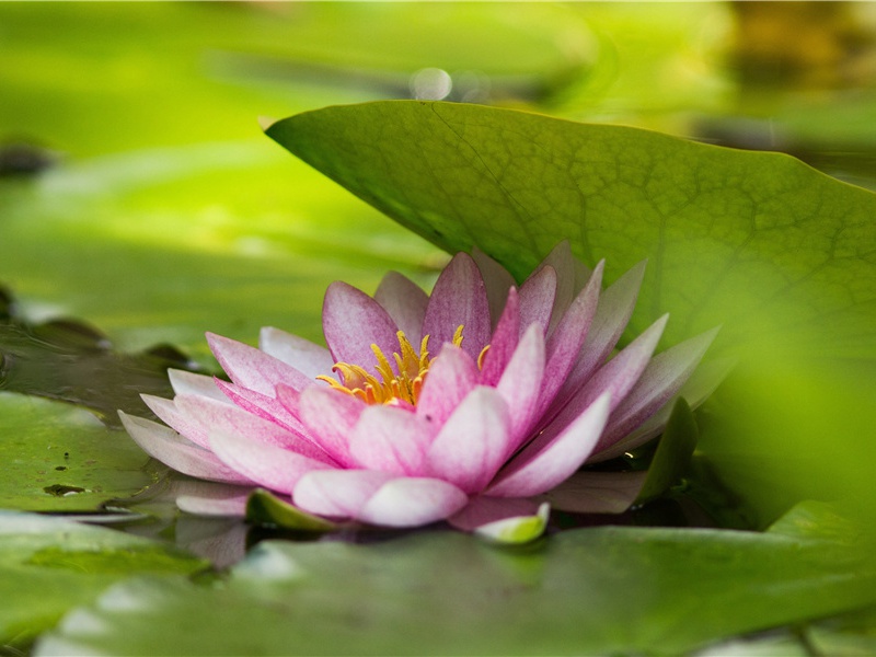 亚历山大一世真的中年退隐了吗？-马其顿国王腓力二世-神奇的远古帝王