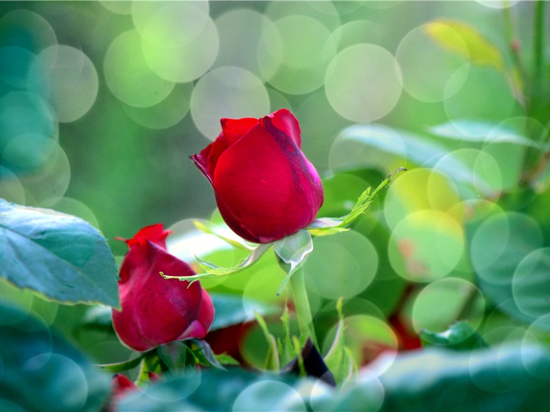 朝鲜李熙皇帝为何会暴死-神奇的远古帝王