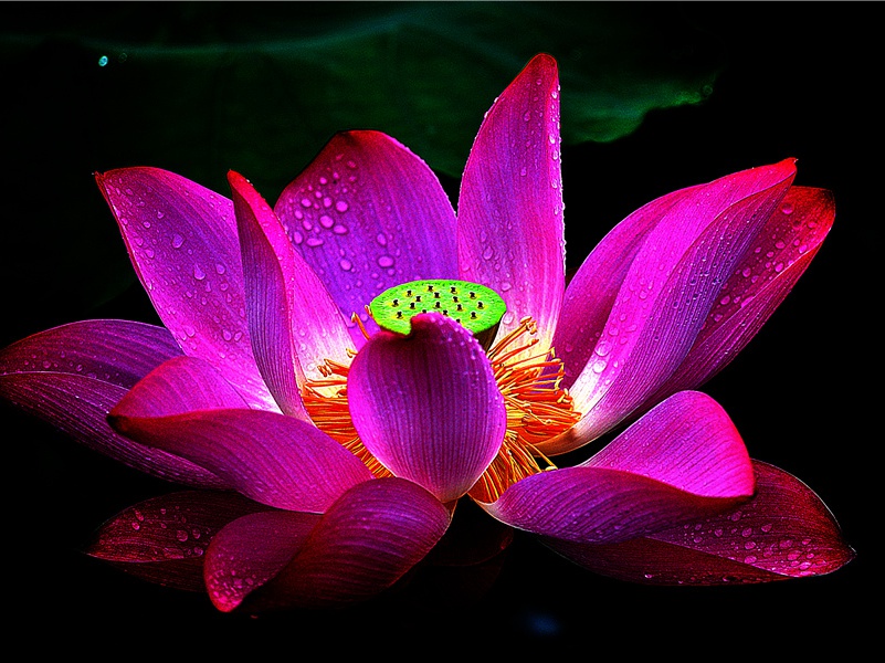 安魂为何用鲜花-历史的足迹