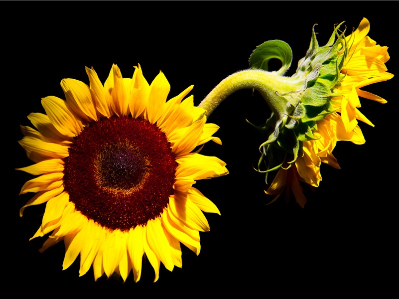 复苏的苏默文化-历史的足迹