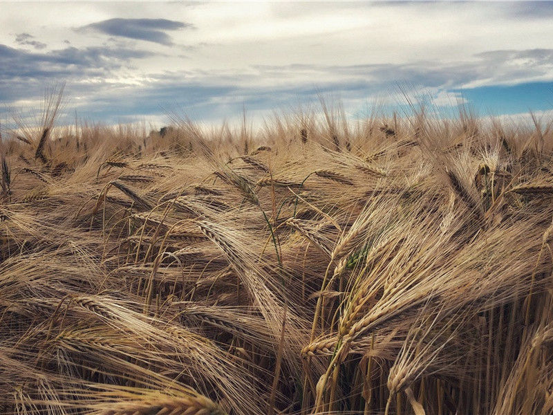 美容与节育坠胎-历史的足迹