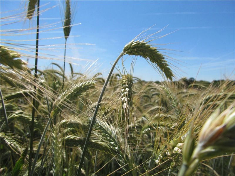 严格的等级制度-历史的足迹