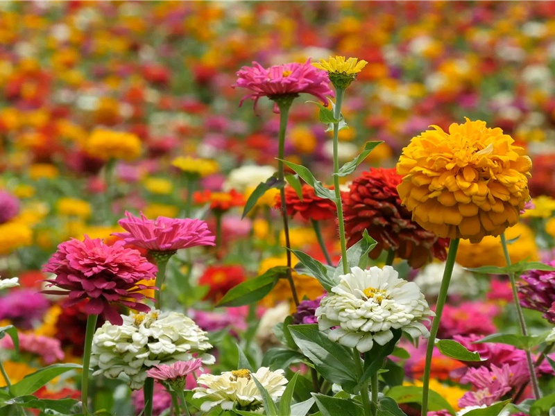 巴士克人制魔之术-历史的足迹