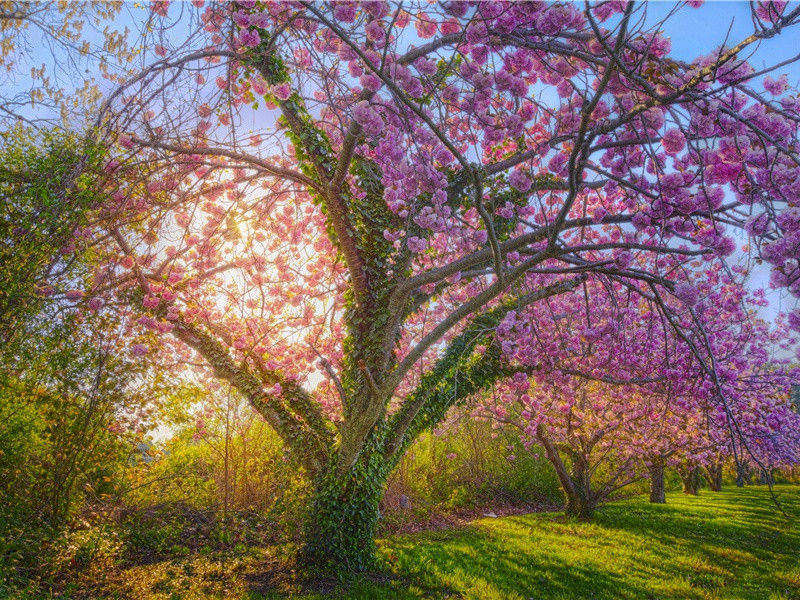 从历史上消失的王后-历史的足迹