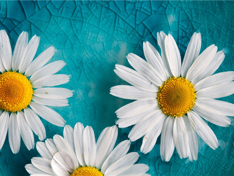 来自“紫色之乡”的腓尼基人-历史的足迹