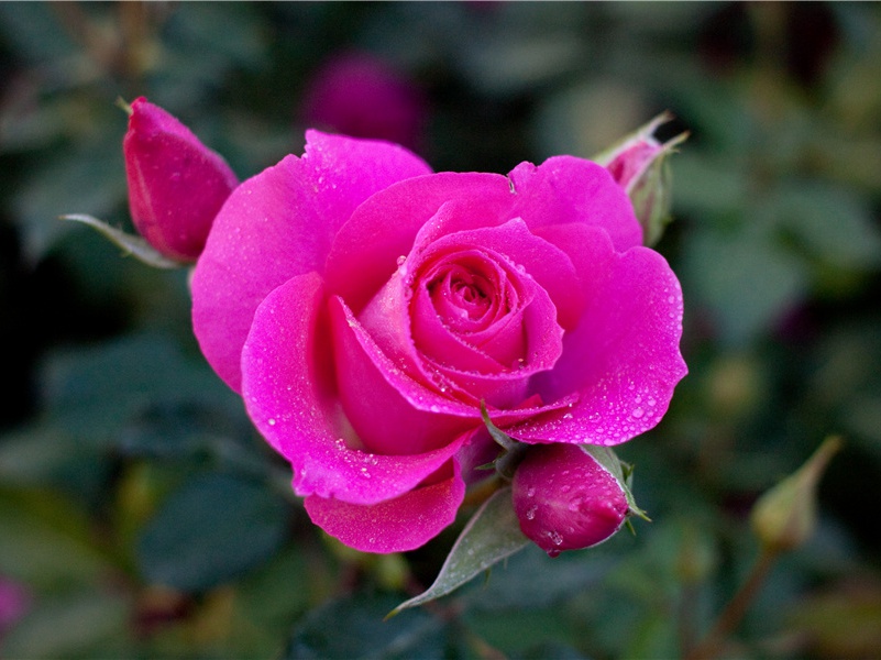 修建来生之路的人-历史怪现象