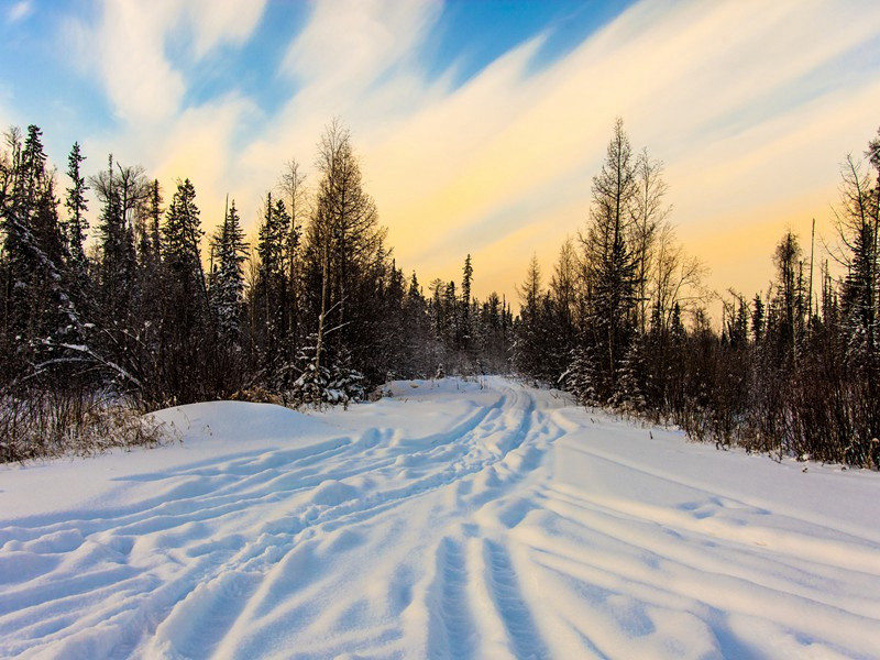 何处飞来的干尸猫-历史怪现象