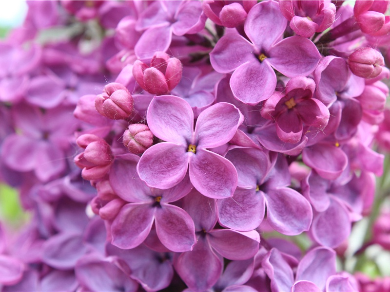 粪便的传说-历史怪现象