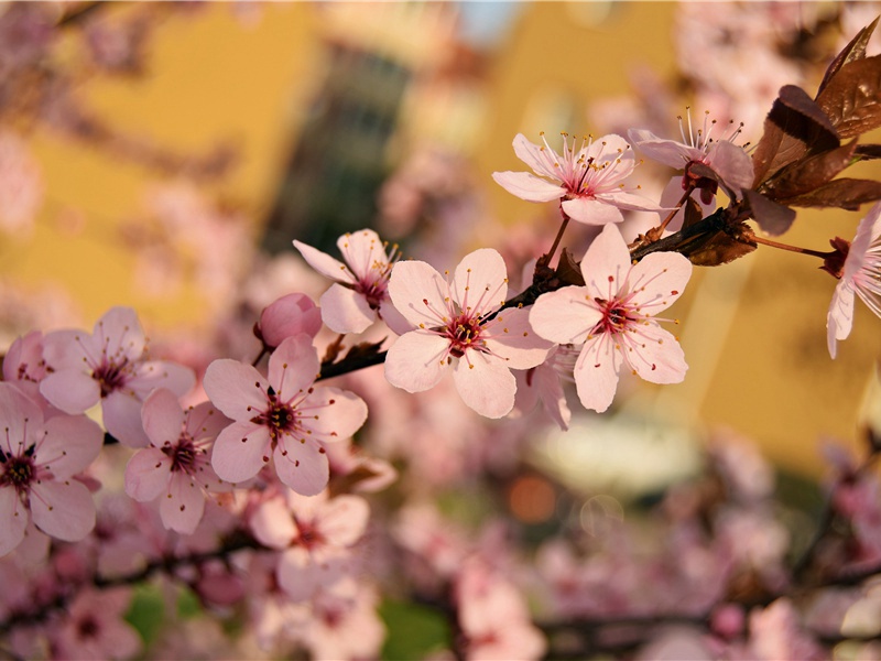 解放雅典之谜-历史怪现象