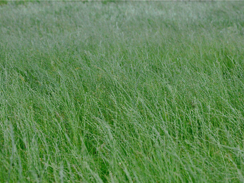 巴总理惨遭杀害之谜-各国历史之谜