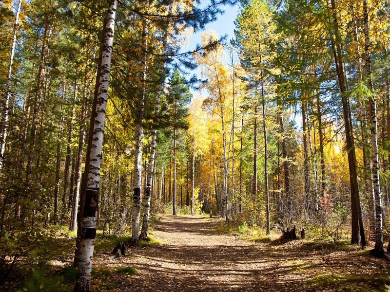 剖腹杀人案之谜-各国历史之谜