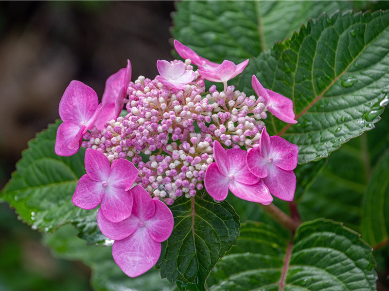 犹太人的探析-各国历史之谜