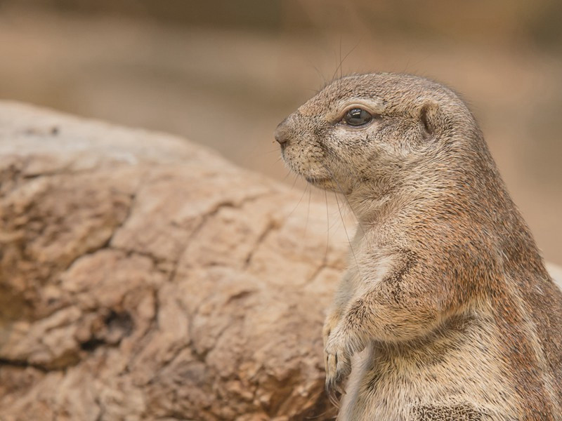 耶稣裹尸布之谜-历史宗教之谜