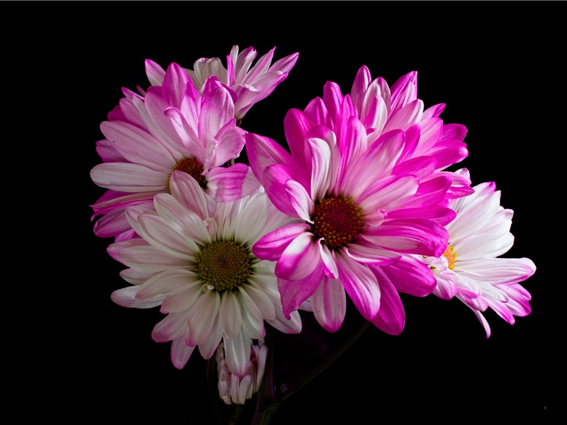 蓝宝石带来的灾难之谜-纳粹把“琥珀屋”藏在哪里