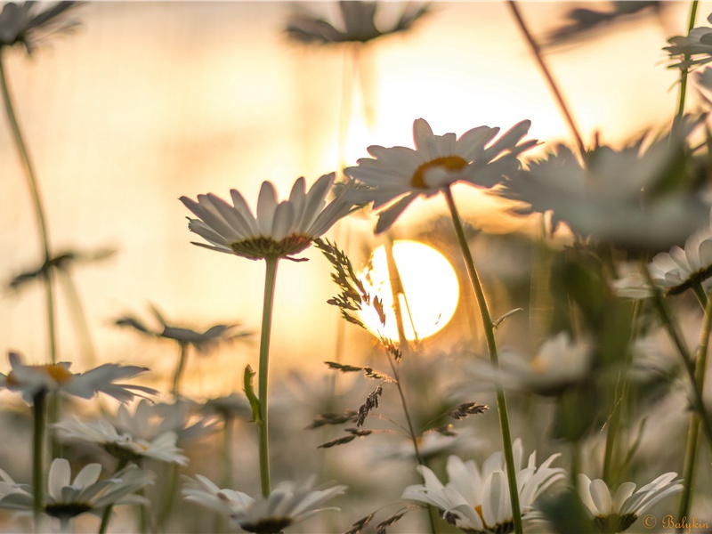 魔鬼的杰作-历史报告浪花传奇