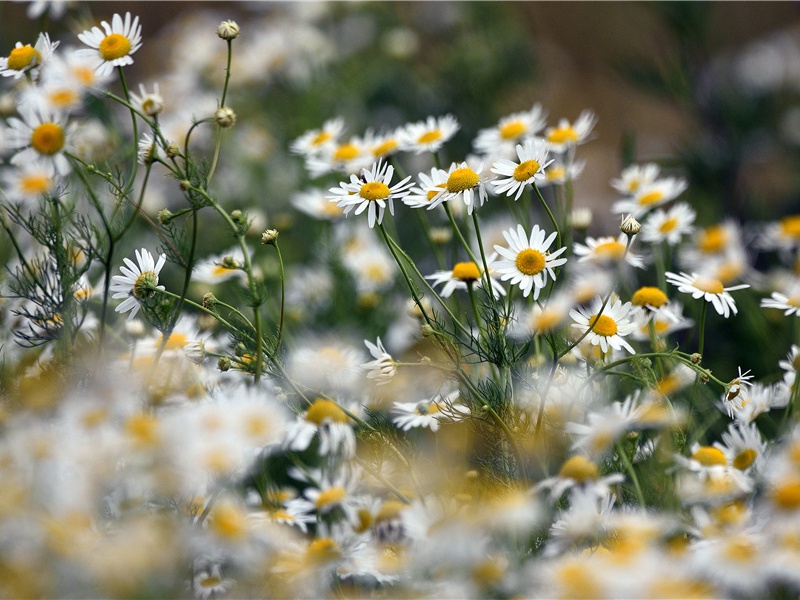 苏里奎的芦苇舟-历史报告浪花传奇