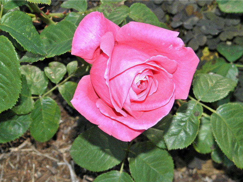 信仰与执着-历史未解之谜