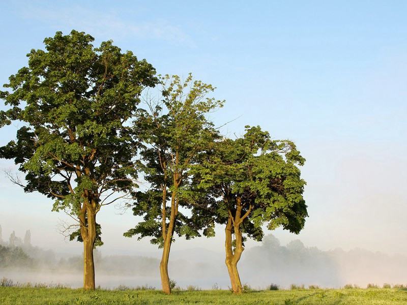 莫奇族人的故事-历史未解之谜
