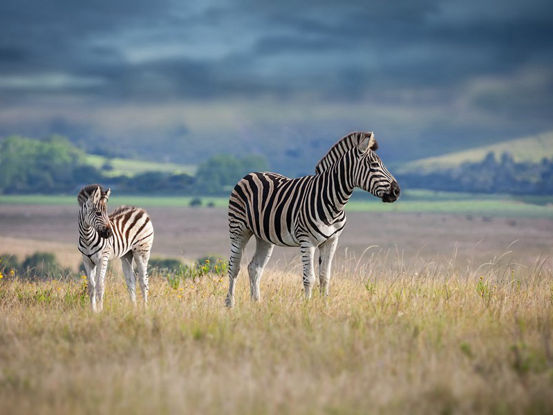 一千零一个神话-历史未解之谜