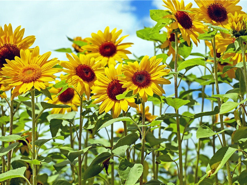 华盛顿死因之谜-破译近代世界政坛悬案之谜