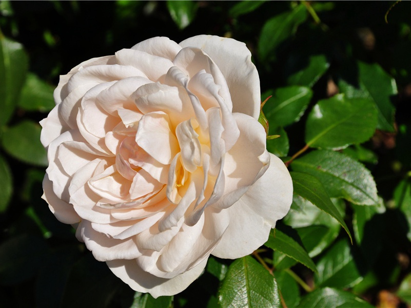 苏美尔文化之谜-古代文化之谜