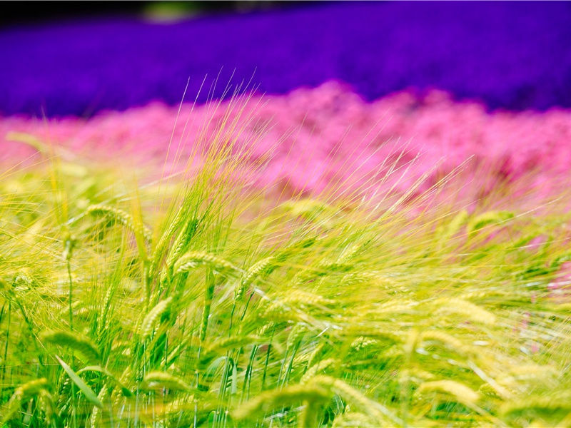 中国女神像之谜-古代文化之谜