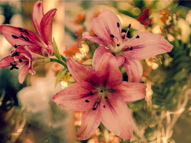 马科斯宣誓就职之夜逃亡之谜-破译近代世界政坛悬案之谜