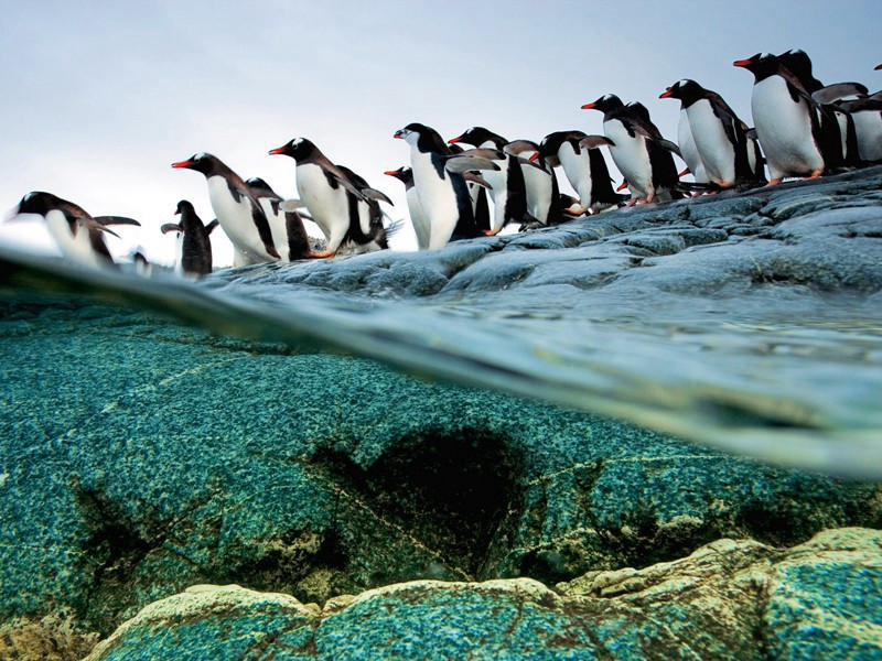 埃及总统萨达特遇刺之谜-破译近代世界政坛悬案之谜