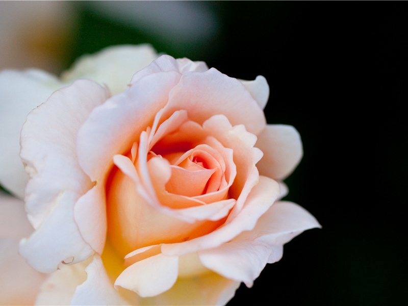 神秘的古城楼兰-古代文化之谜