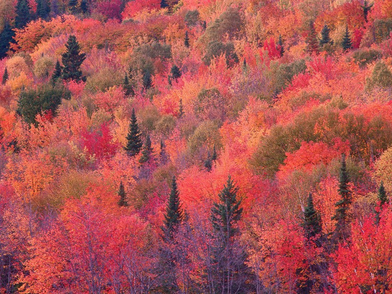布托被判绞刑之谜-破译近代世界政坛悬案之谜
