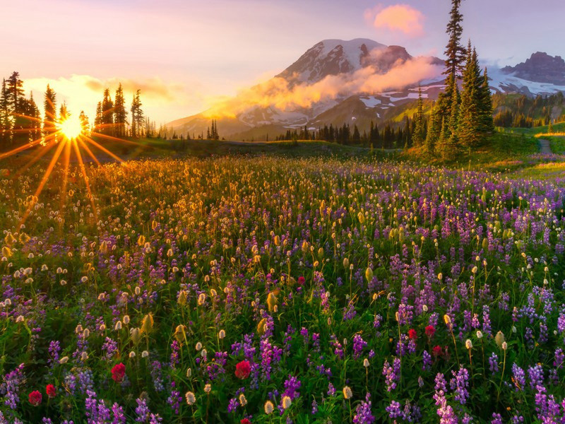 陈纳德与飞虎队之谜-破译近代世界政坛悬案之谜