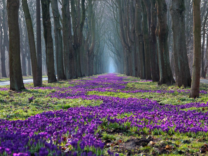 戴安娜车祸之谜-破译近代世界政坛悬案之谜