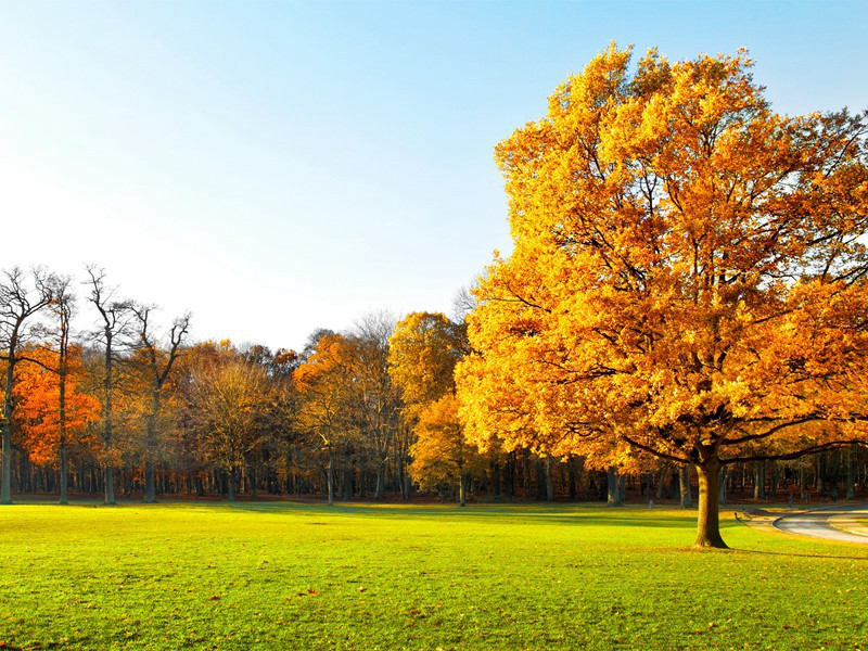 亚历山大陵墓之谜-中世纪政坛悬案全破译
