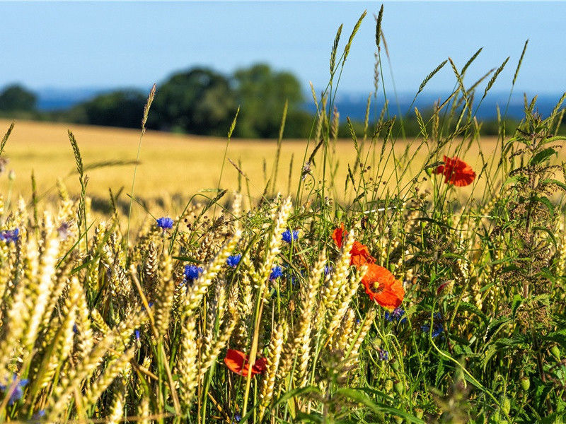 秦始皇兵马俑之谜-古代文化之谜