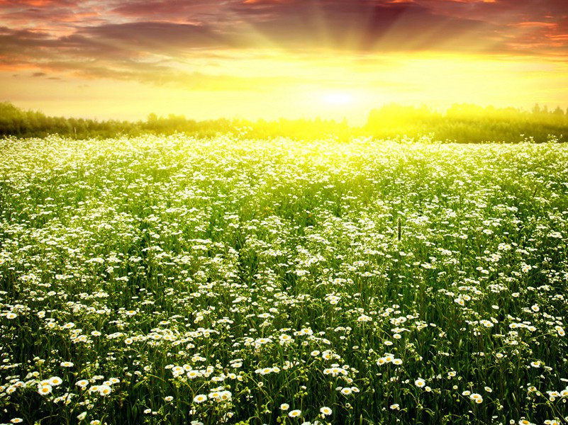 无冕之王苏拉突然引退之谜-中世纪政坛悬案全破译