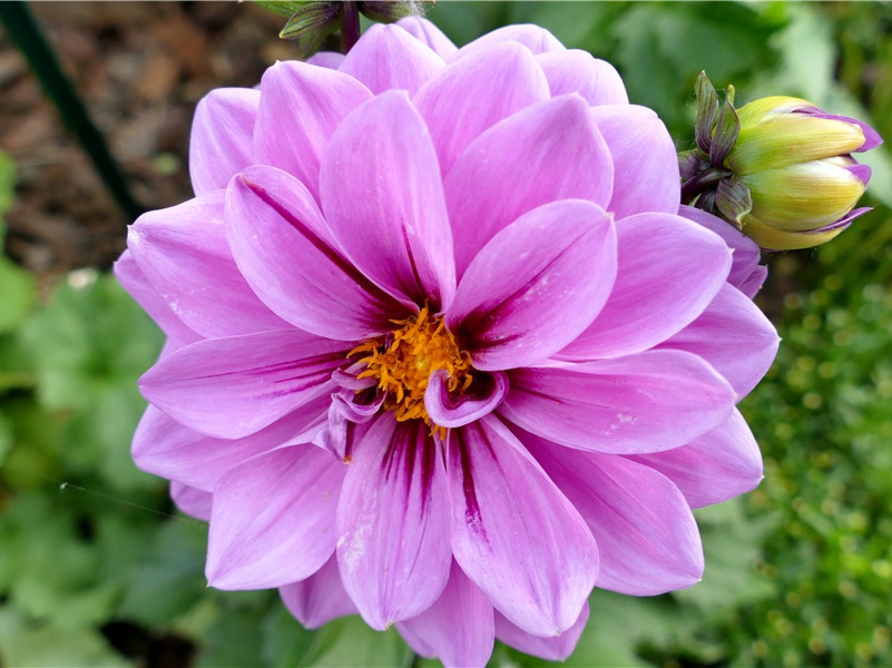 恺撒独裁之谜-中世纪政坛悬案全破译